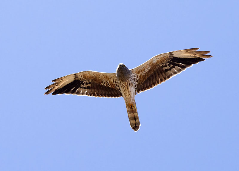 Albanella minore, maschio